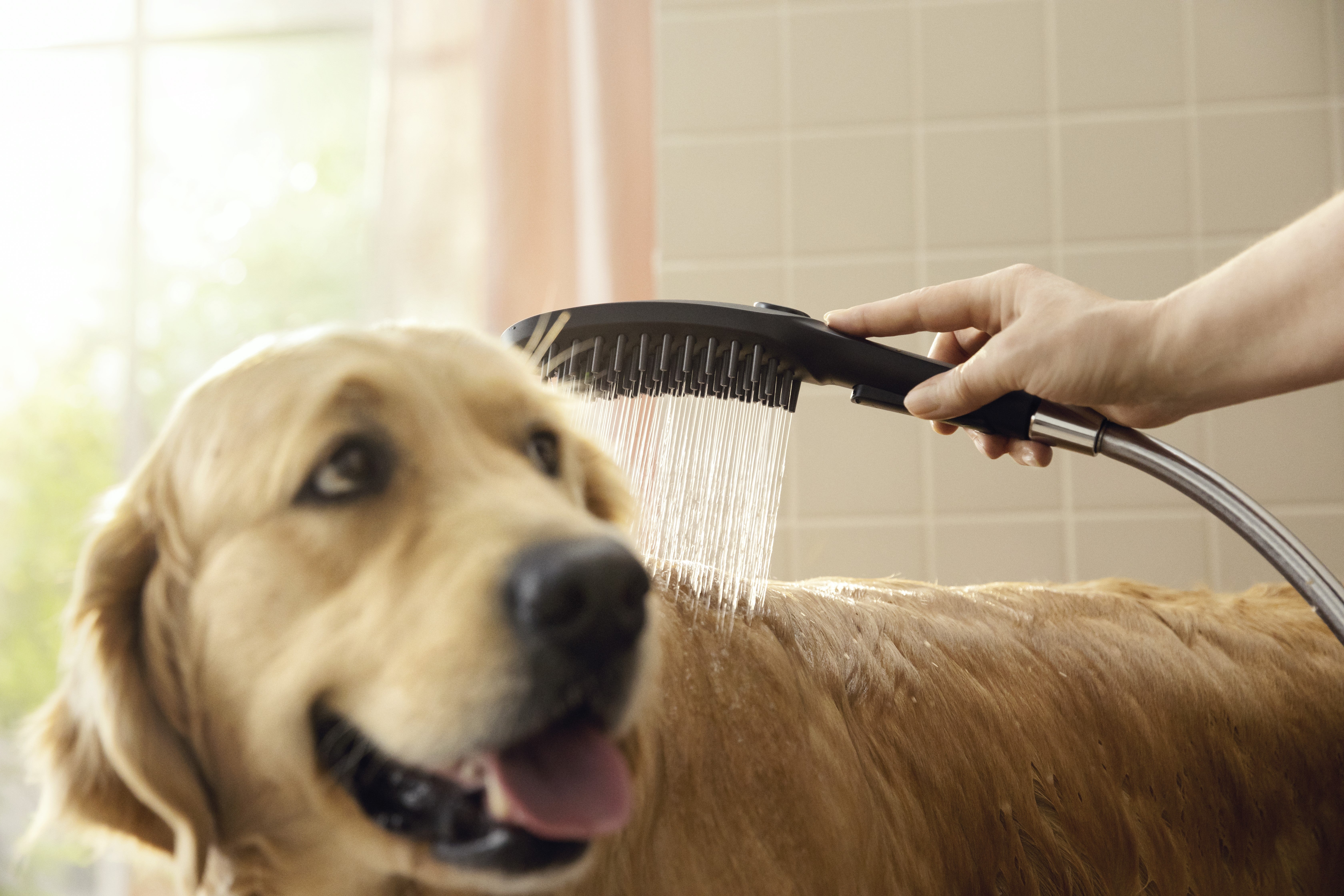 楽しく・効率的】ドイツのハンスグローエが開発した愛犬のための専用