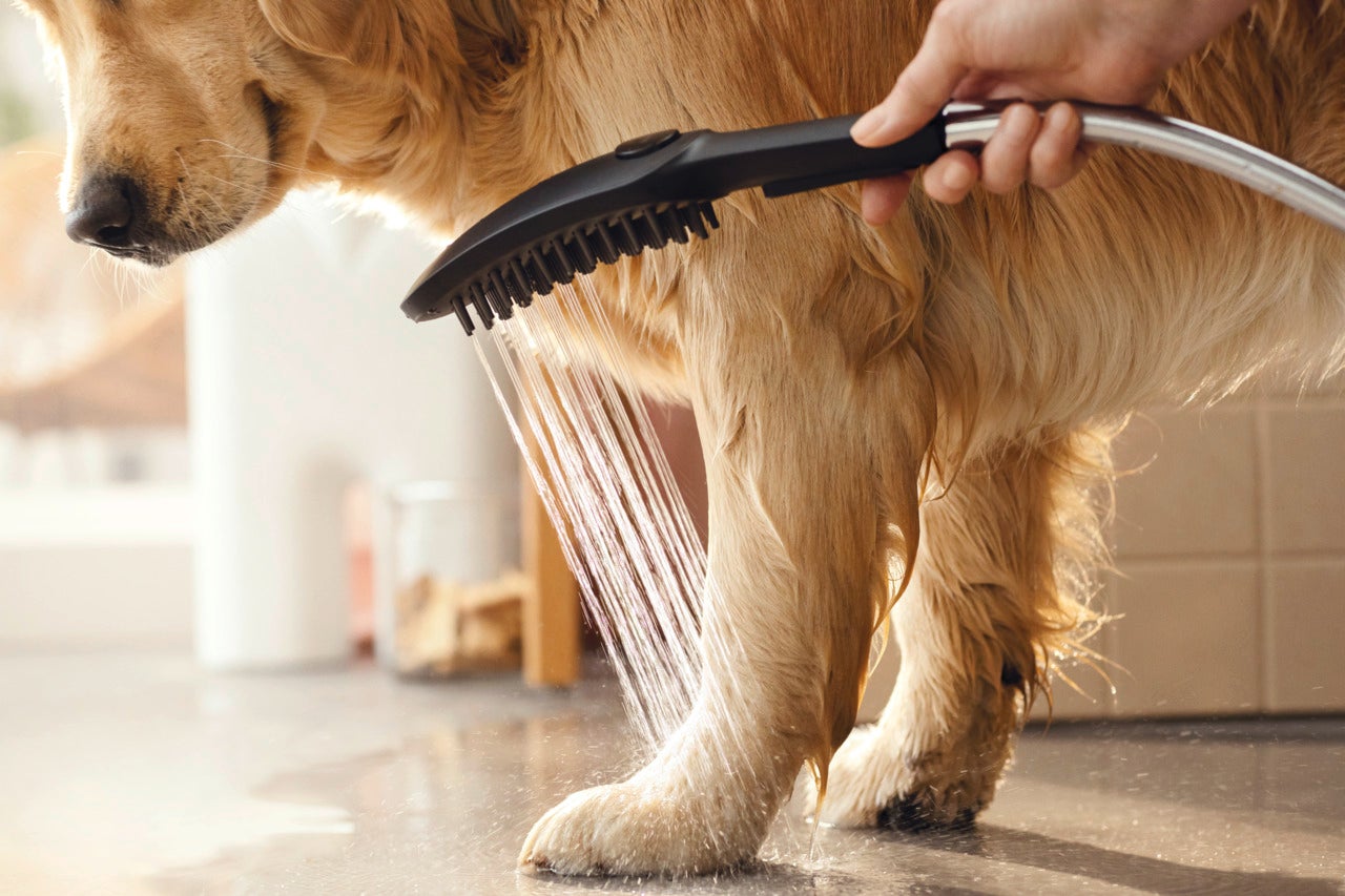 楽しく・効率的】ドイツのハンスグローエが開発した愛犬のための専用