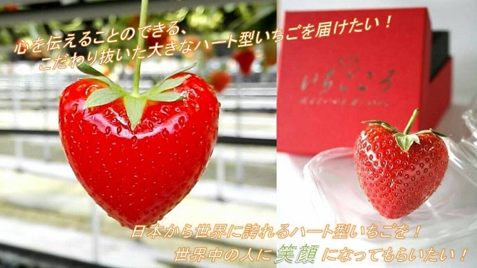 こだわり抜いた、より大きな究極のハート型のいちご「いちごころ」を 