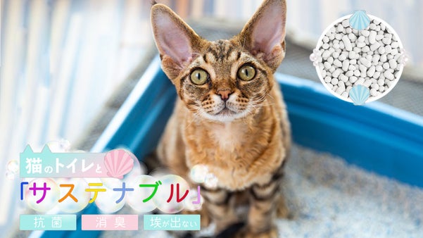 ネコと一緒にサステナブル！抗菌性に優れたホタテの貝殻の猫砂