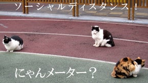 癒しをくれる猫たちへの恩返し！みんなで作る「キャプにゃん（ション）写真集」