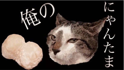 新感覚大福】俺のにゃんたま 〜4種の猫で4つの味〜｜マクアケ