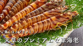 まるでアスリート。天草の海と匠の探究心が叶えた、天然ものをはるかに超える車海老