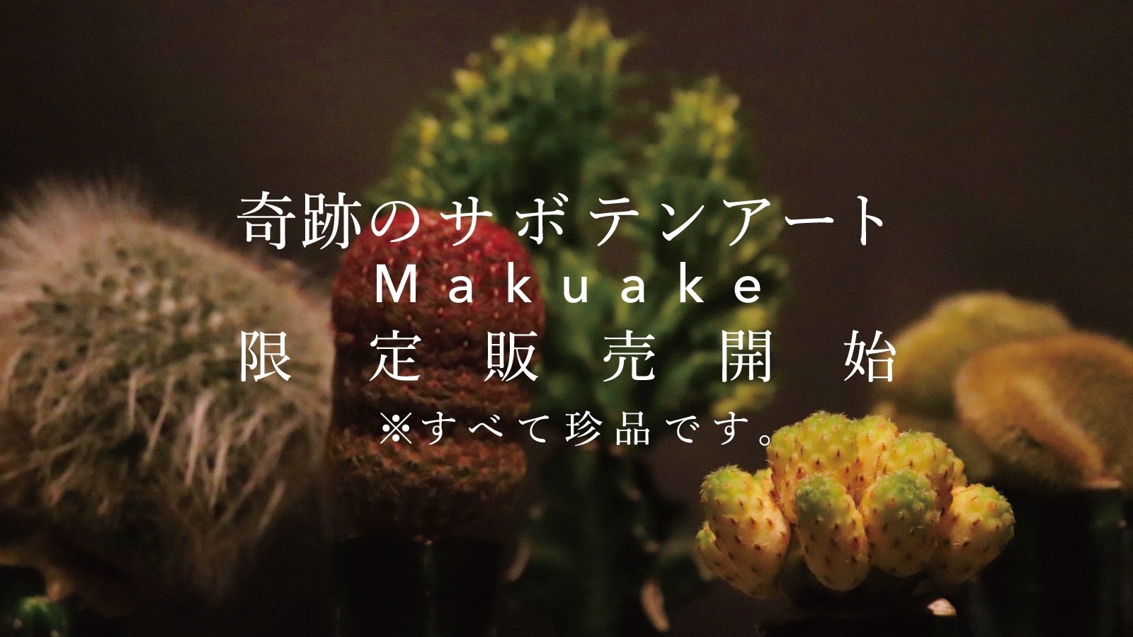 至極のインテリア】2つの命が織りなす奇跡のプレミアムサボテンアート