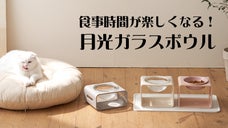 可愛さ映える！食事を楽しく環境にも優しいペットフード月光ガラスボウル