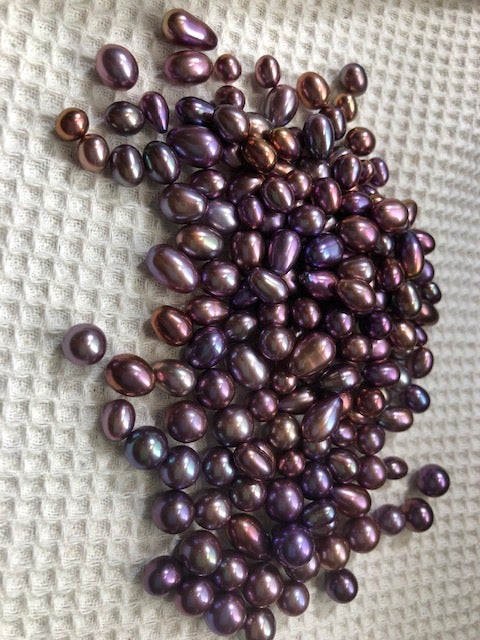 紫色の真珠を広めたい ～ 想像を絶する努力と苦労の末に出来た真珠