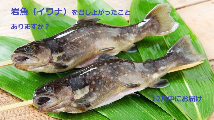 スーパーでは手に入らない希少な「イワナ（岩魚）」を皆様の食卓に