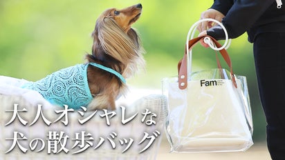 愛犬とのお出かけを「愛犬とデート」にアップデートするオシャレな犬の