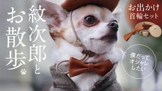 【小型犬の飼い主さん必見！】Airtagを入れられる迷子防止のおしゃれ首輪セット