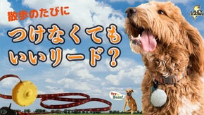【愛犬とのお散歩に】コンパクトで軽いリード！負担にならない「LazyLeash」
