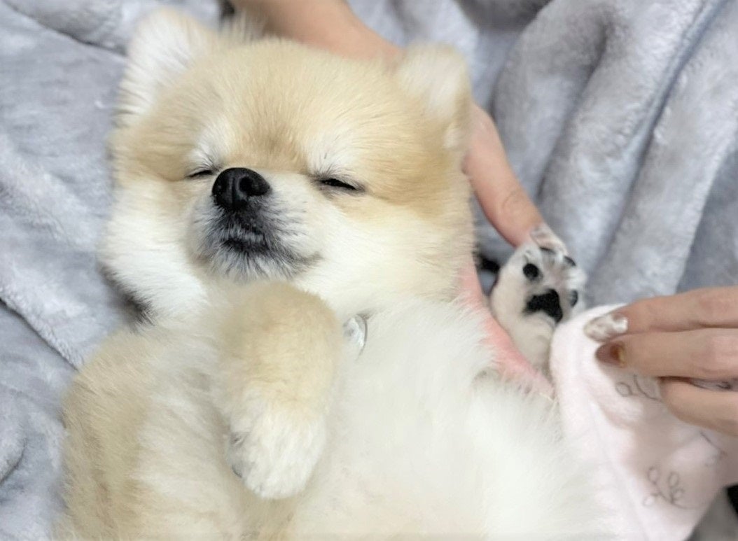 天然素材のみを使用した肉球ハンドクリームで猫ちゃん・ワンちゃんの