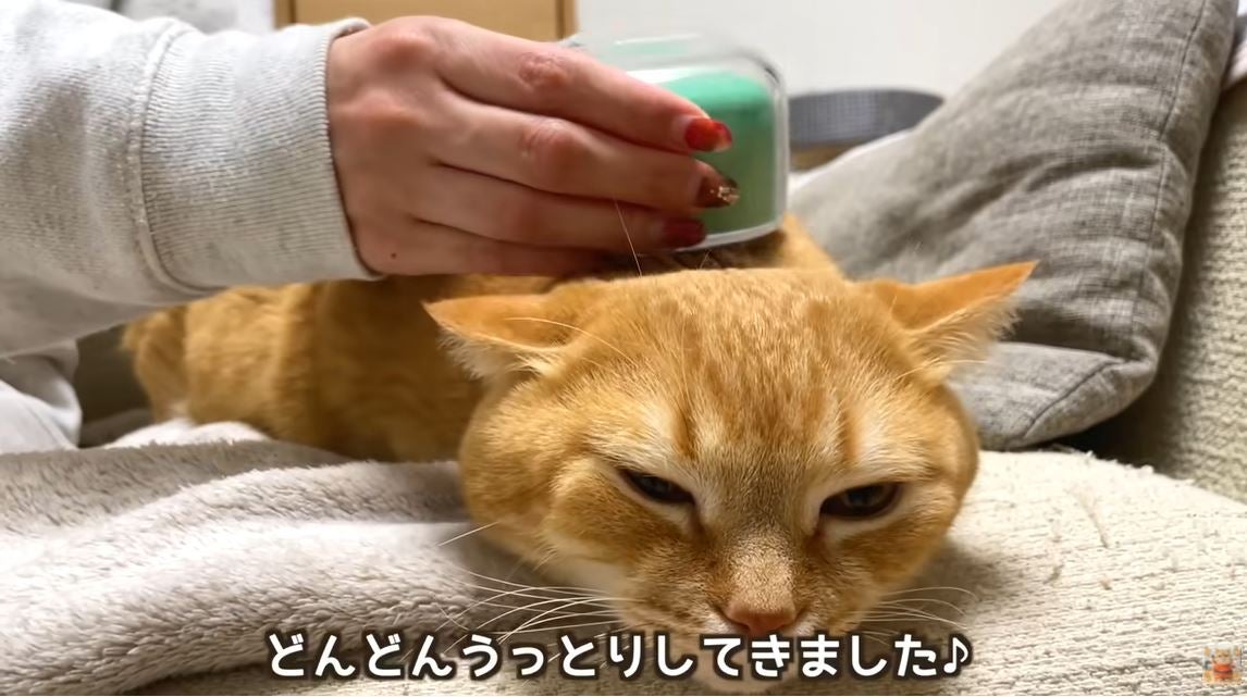 ねこちゃんさん専用 素材そのまま ねこちゃんのやわらか蒸しささみ プチ かつお節味 ( 1
