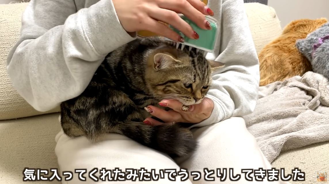 猫ちゃんへの至高のご褒美！夢見ごこちの極上エステブラシ「Candy