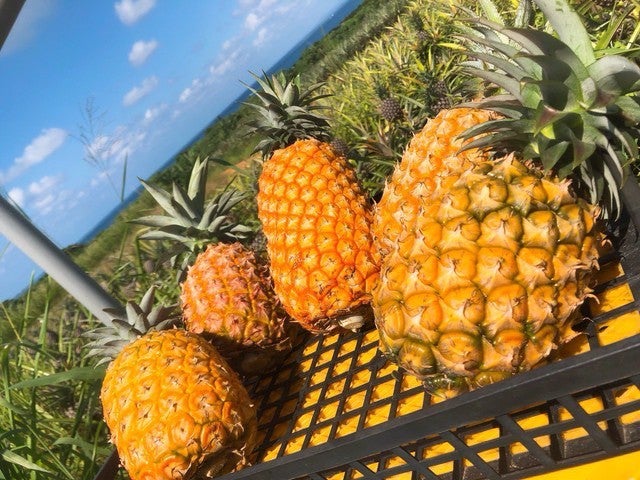 生産量わずか1%、3年に一度の収穫！】希少な西表島産パイナップルを御