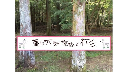 makuake限定】春日大社境内の杉で作る、プレミアム小物プロジェクト