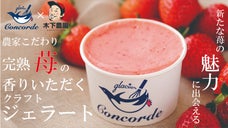 【Makuake限定】苺農家こだわりの完熟おいCベリーで作る！苺ジェラート