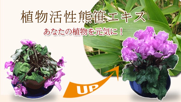 植物活性熊笹エキス「999サンキュー」を商品化して、 あなたの植物を元気にしたい