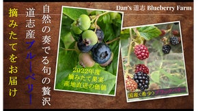 【第2弾】採れたて果実を頬張る贅沢。産直甘酸っぱい摘みたてブルーベリーをお届け！