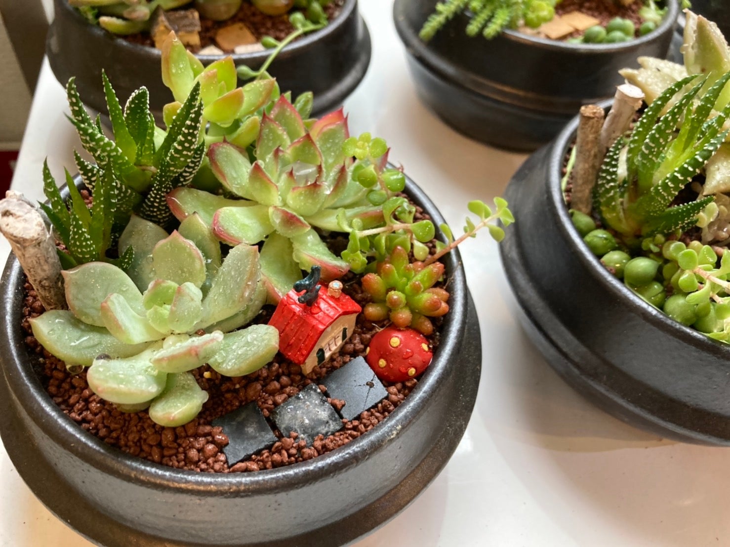 多肉植物×土鍋」であなただけの空間へ。部屋イメチェンの新しいカタチ