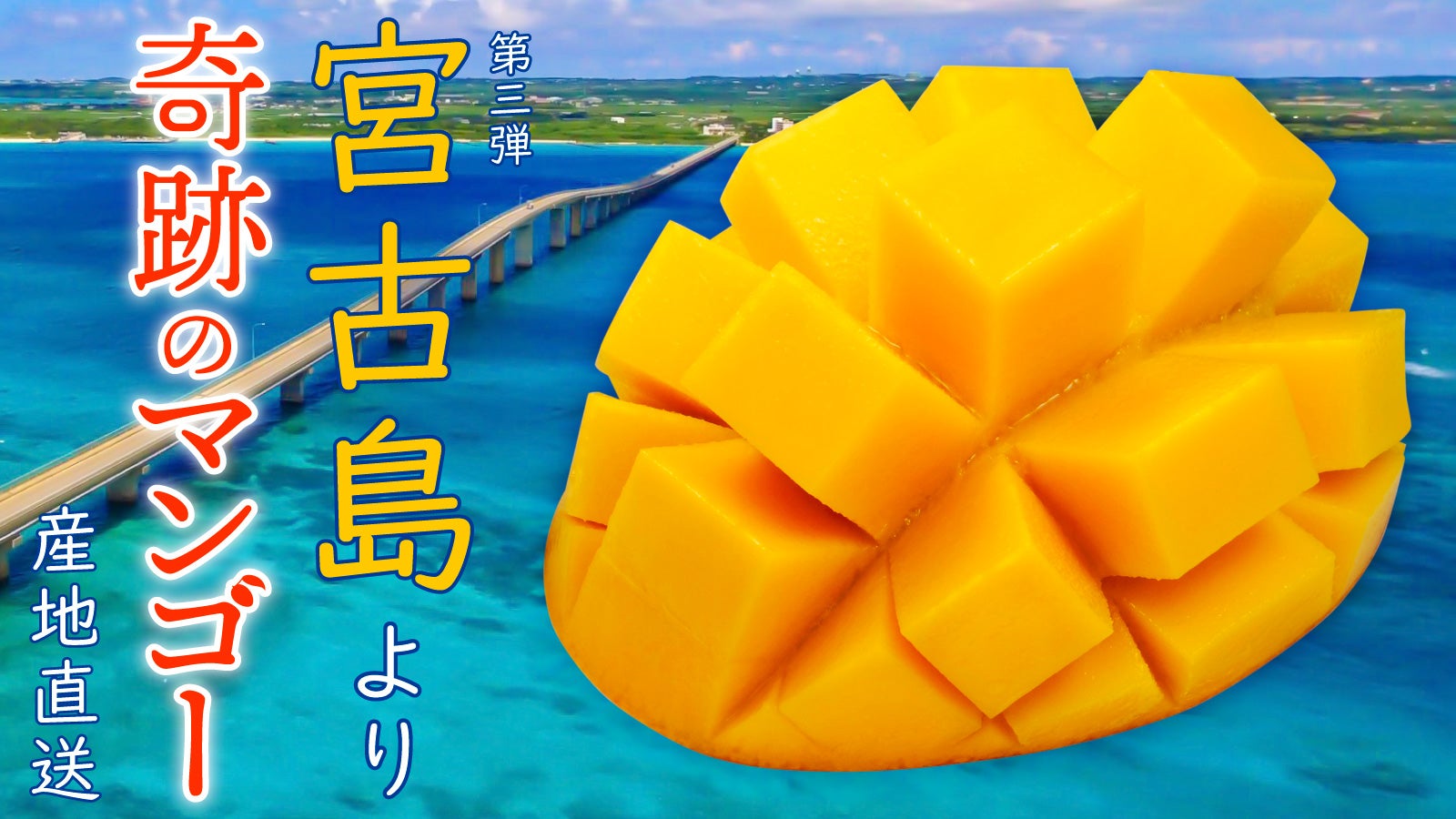 宮古島産　摘果マンゴー　8kg 沖縄県宮古島産「奇跡のマンゴー」をお届け！宮古島の海を守ろう