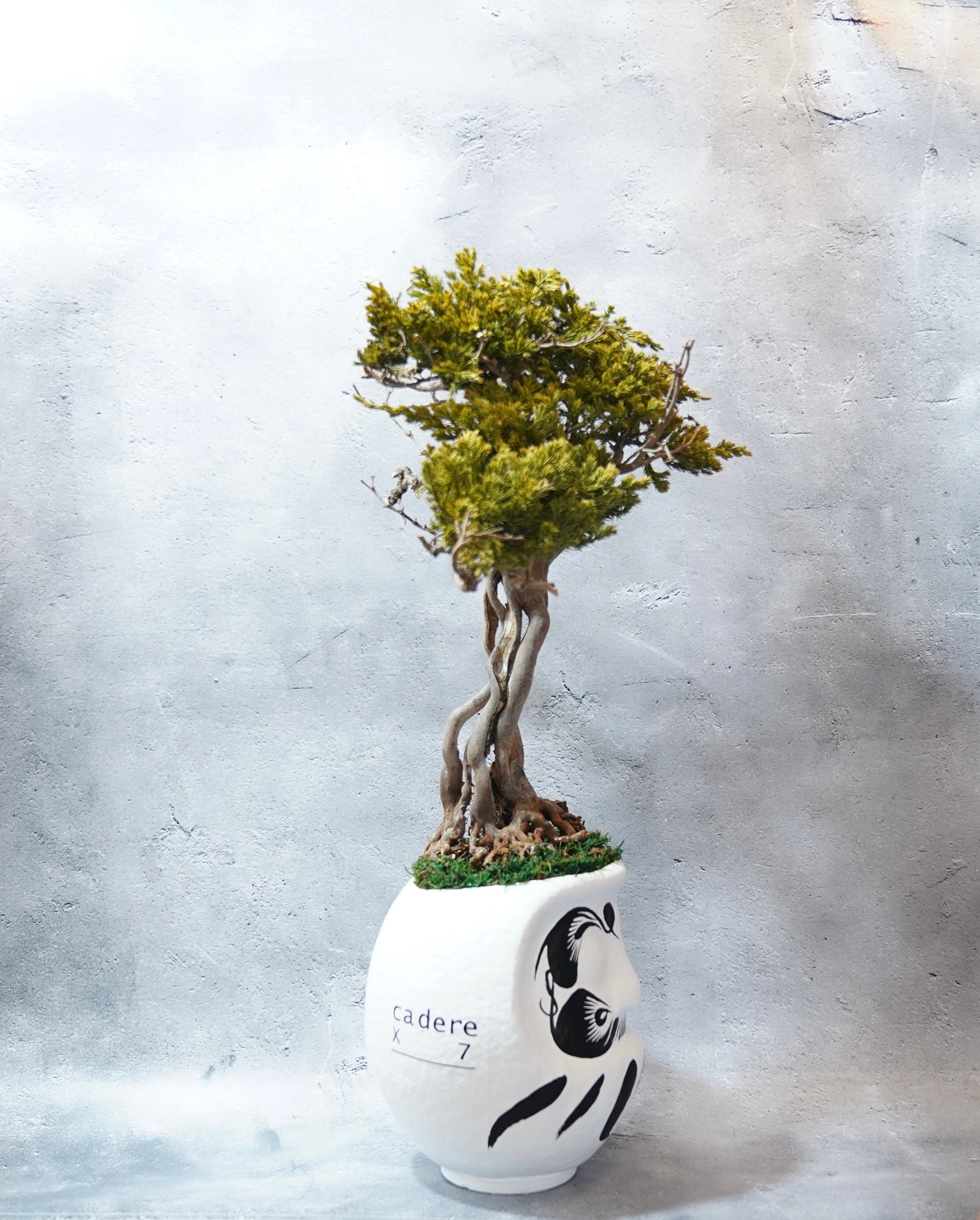 RE BONSAI「盆栽×達磨」メンテナンスフリーの本物植物をご自宅に