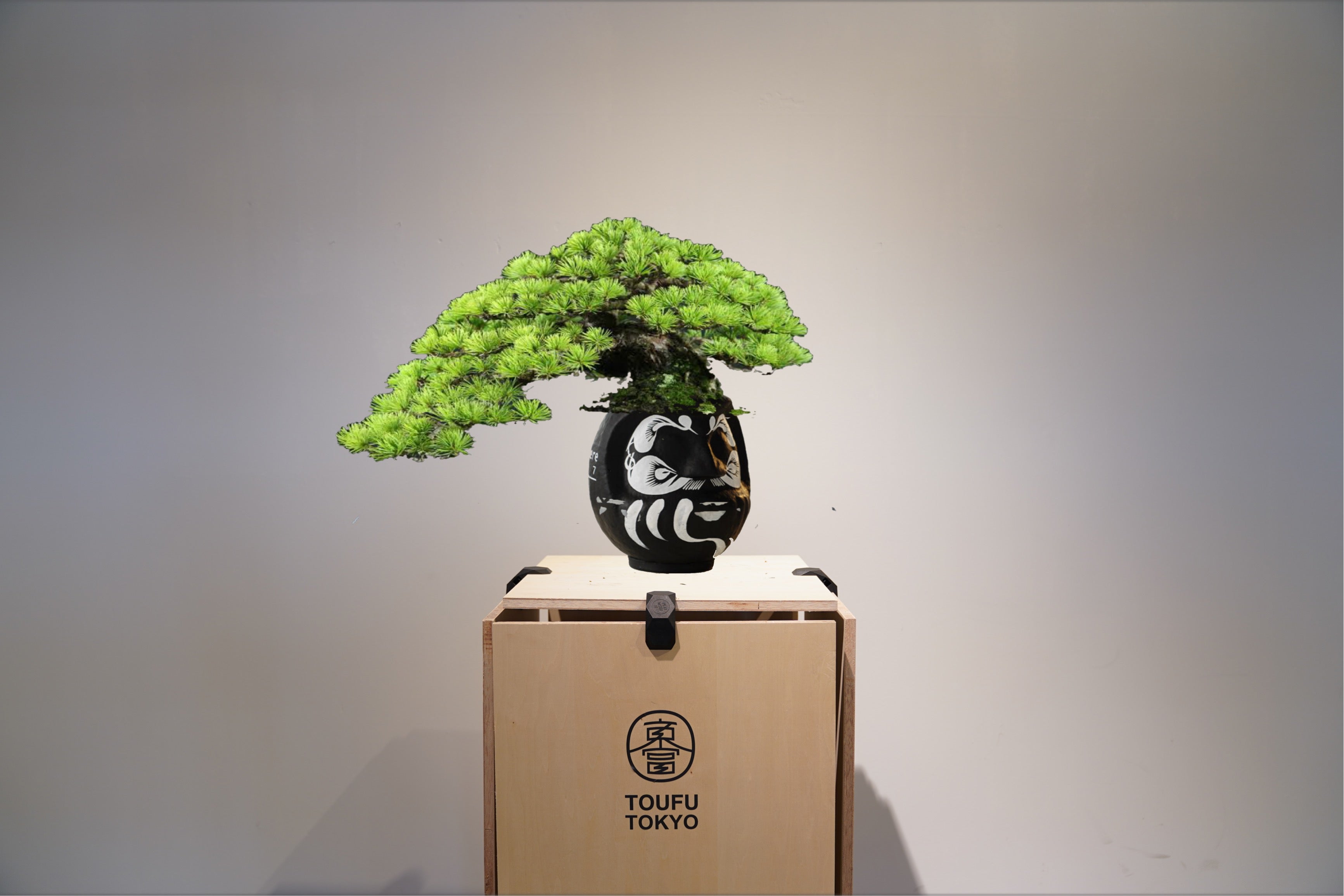RE BONSAI「盆栽×達磨」メンテナンスフリーの本物植物をご自宅に