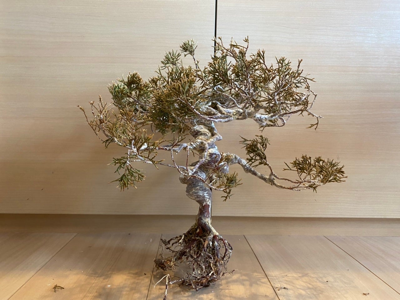 Makuake｜RE BONSAI「盆栽×達磨」メンテナンスフリーの本物植物をご