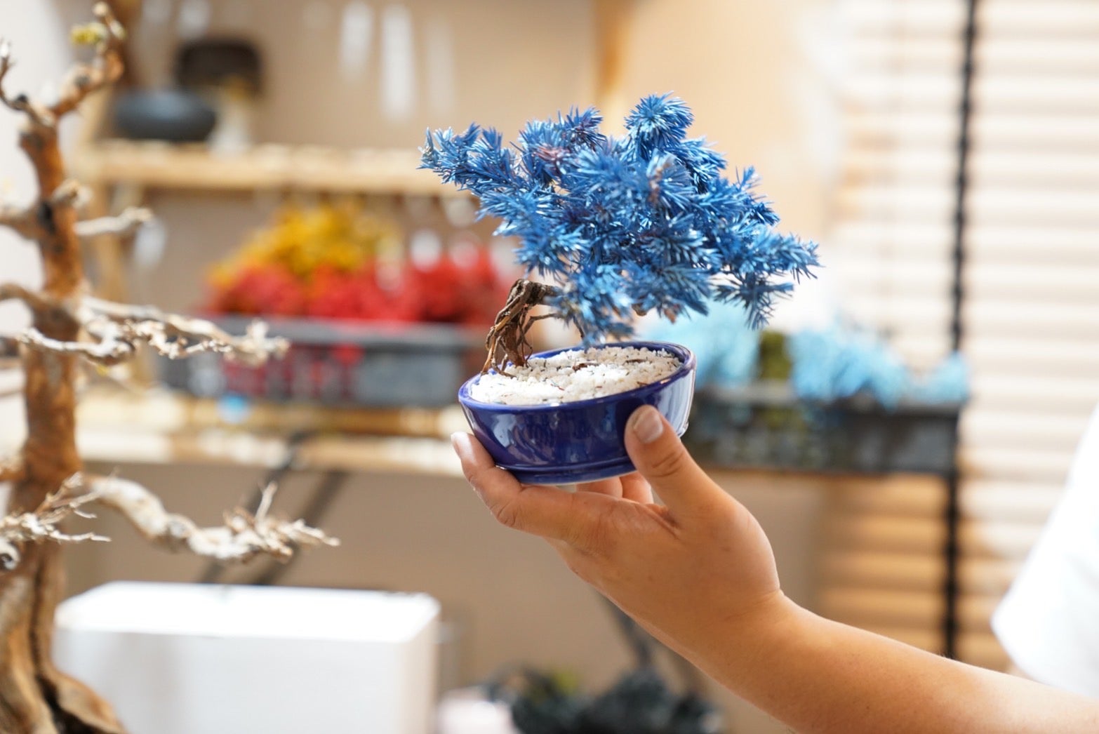 Makuake｜RE BONSAI「盆栽×達磨」メンテナンスフリーの本物植物をご