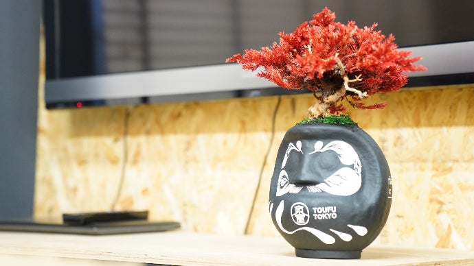 re盆栽　ドライ盆栽　達磨　TOUFU東京 re盆栽 ドライ盆栽 達磨 TOUFU東京 ⋆