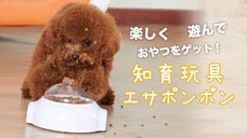 進むとエサがポンポンはじけ出す！愛らしくじゃれる姿を見られる癒し系知育玩具が登場