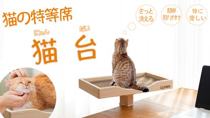 皮膚の弱い猫と作った猫の特等席 『猫台』にゃんだい 、猫と寄り添う 
