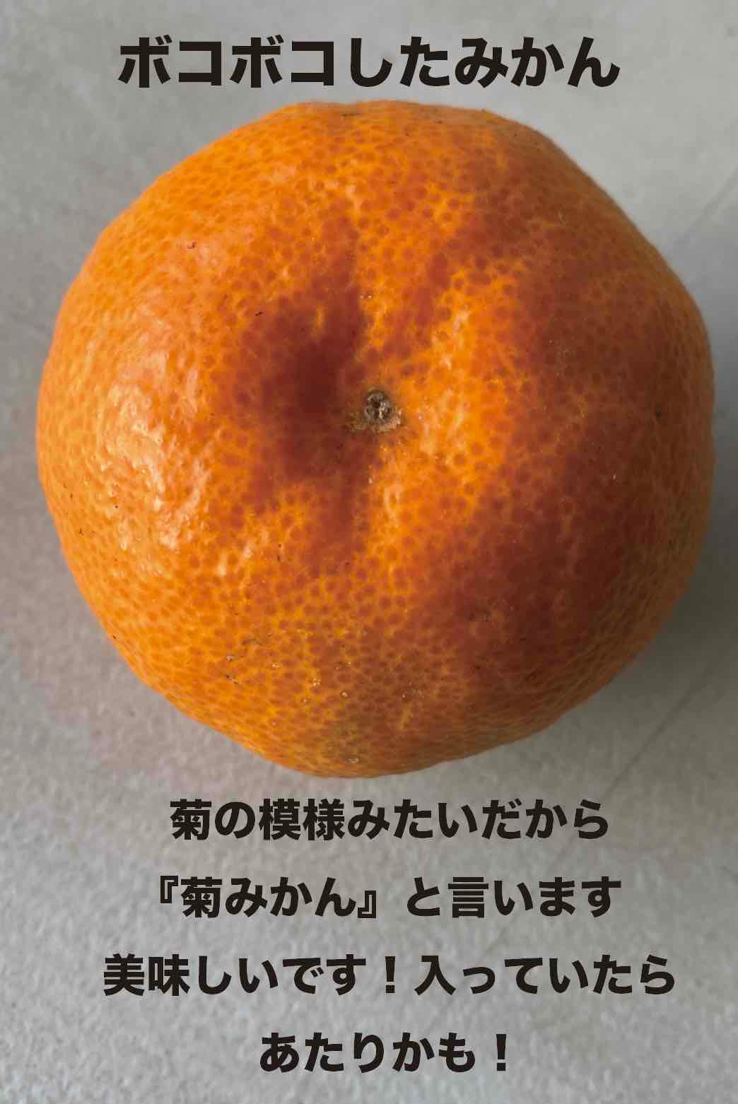 みかんにも違いがあるから面白い！60年目のみかん農家がお届けする