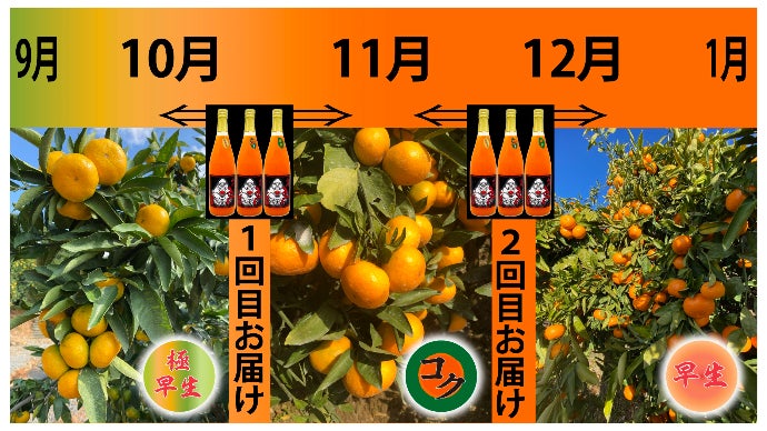 みかんにも違いがあるから面白い！60年目のみかん農家がお届けする