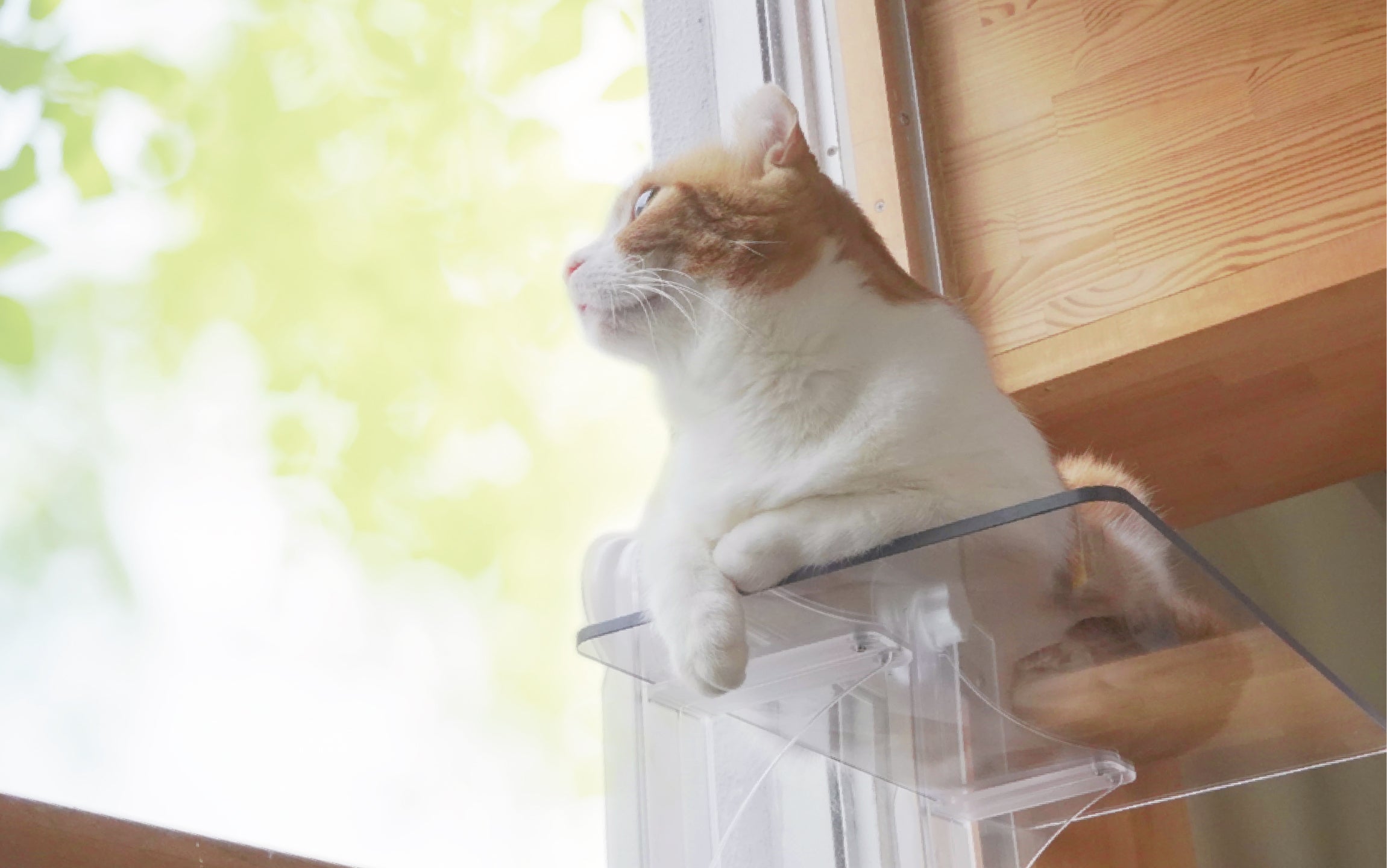 施工不要の吸盤式！窓に取り付ける透明のキャットステップ｜マクアケ