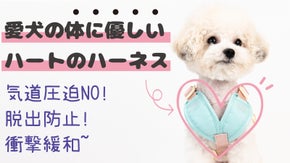 気道を押さないから愛犬のゴホゴホがない。気道に優しいハーネスが正しいハーネス