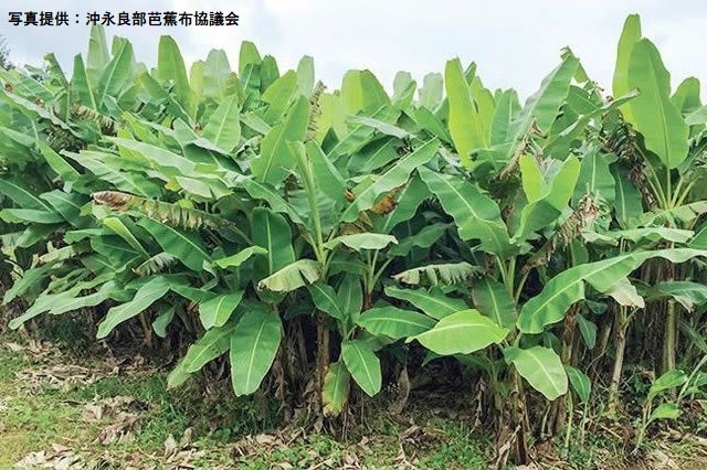 芭蕉布の名刺入れ 芭蕉布工房 名刺入れ | おきのえらぶ島観光協会ネットショップ