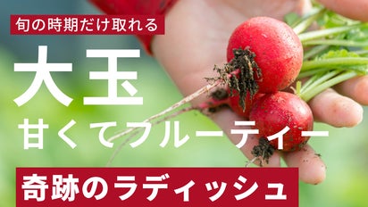 大粒ジューシー、甘くてフルーティー。1年に2回しか取れない奇跡の