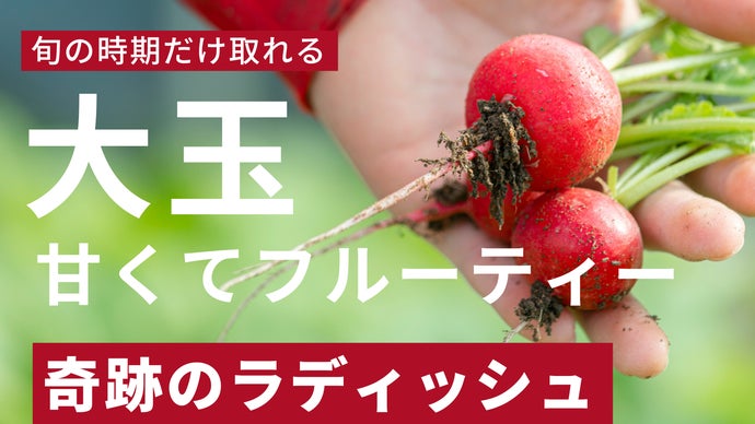 大粒ジューシー、甘くてフルーティー。1年に2回しか取れない奇跡の
