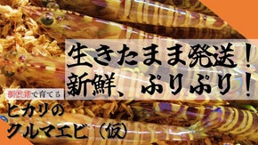 【年末配送あり】新技術で育ったヒカリのクルマエビ（仮）を味わう！【名づけ親募集】