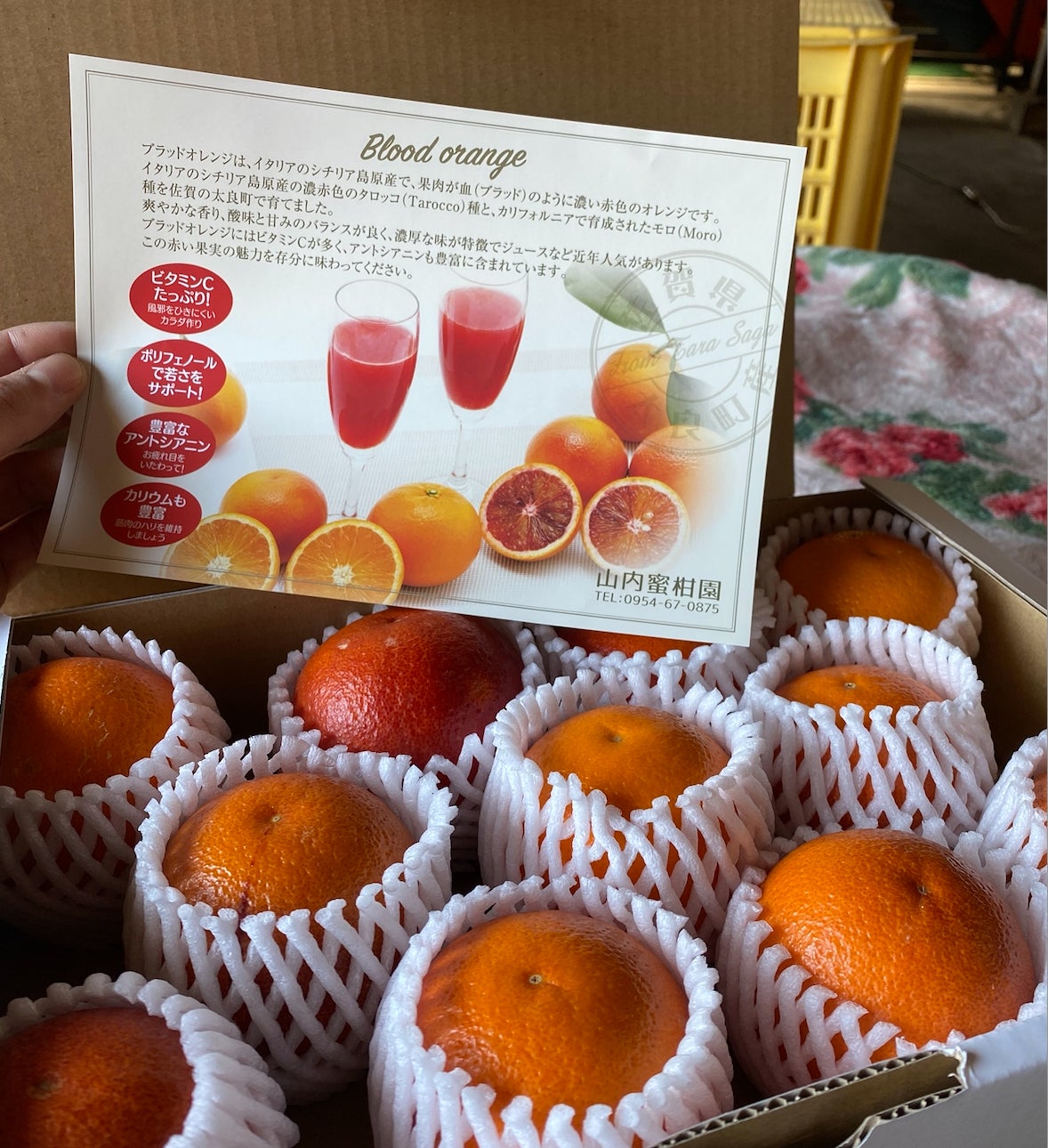 Makuake｜100年の恵みをこれからも、歴史あるブラッドオレンジをあなた