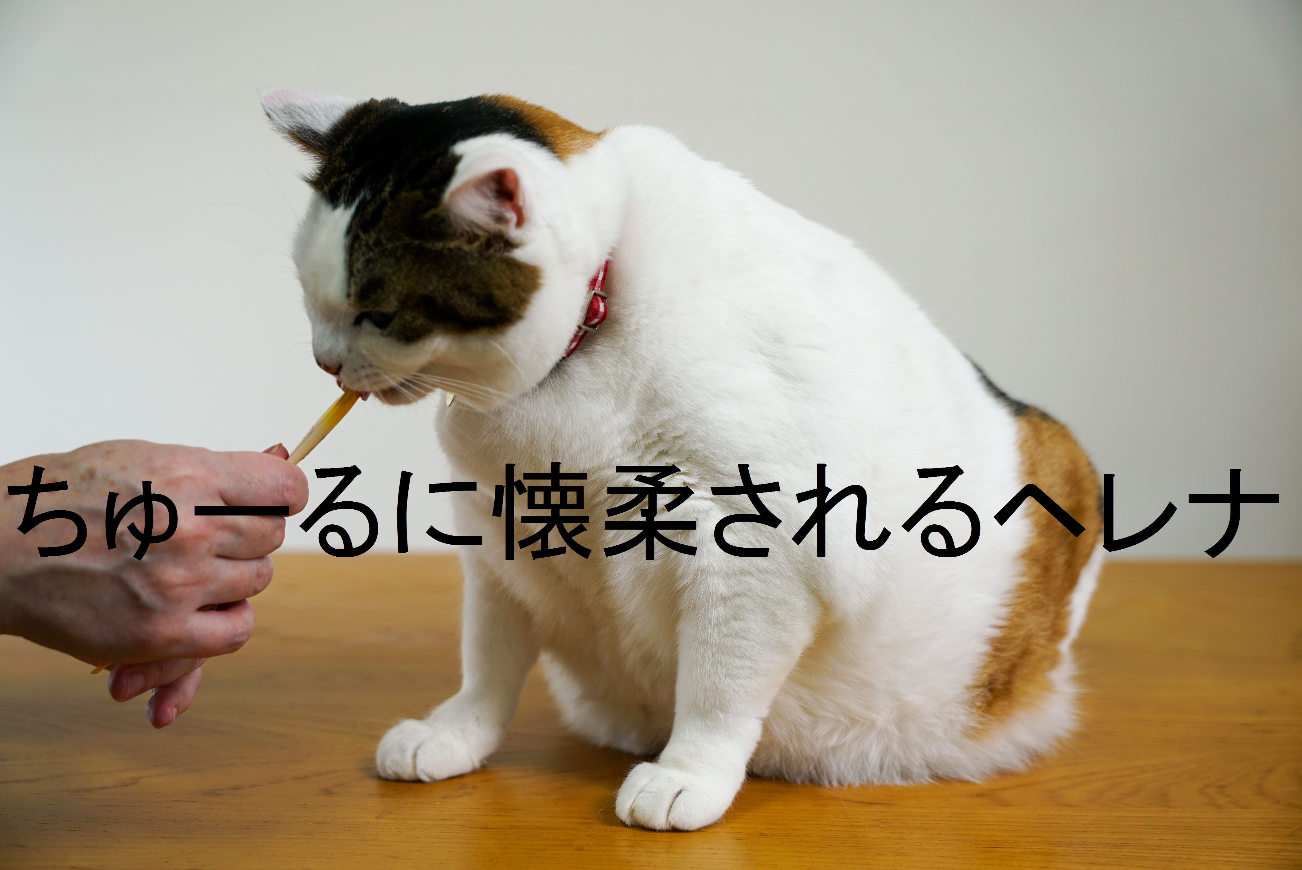 獣医師推奨】水なし簡単キレイ！猫シャンプーを身近に。酵素ドライ