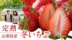 年間4000人以上が訪れる人気のいちご館から、朝採れ完熟いちごをランダムにお届け