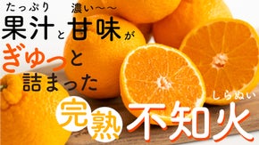 【フルーツ大国・和歌山から農家直送】ずっしり大玉！ジューシーな完熟不知火をお届け