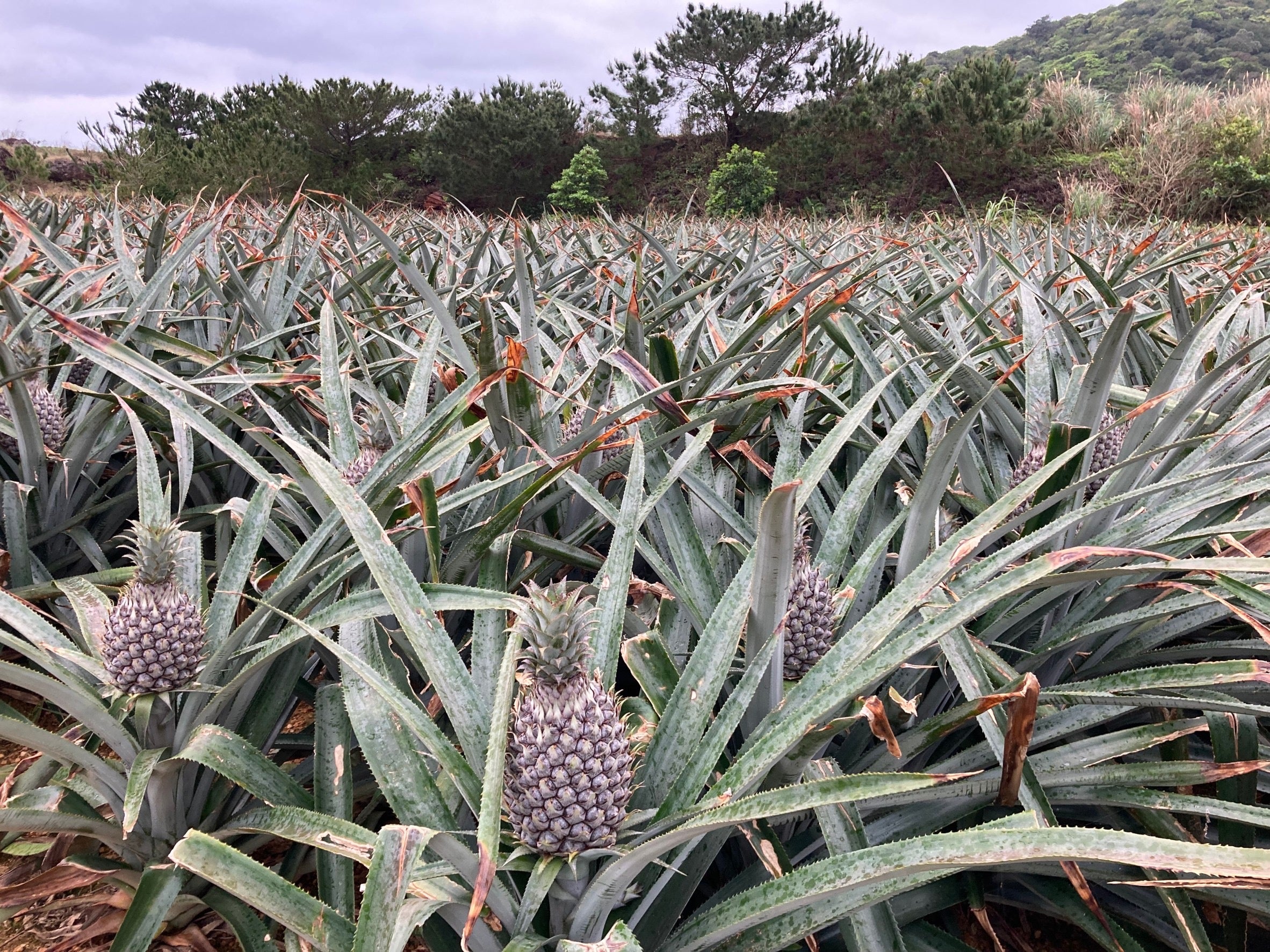 石垣島産「極上パイナップル」第二弾！甘くてジューシーな果肉が貴方を