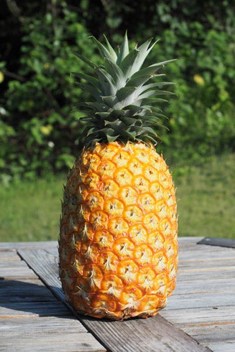 石垣島産「極上パイナップル」第二弾！甘くてジューシーな果肉が貴方を