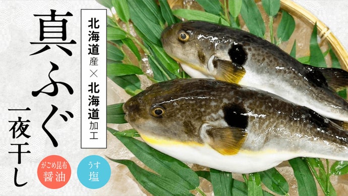新発見！北海道産真ふぐ】北海道民も知らない、北海道産の絶品真ふぐ
