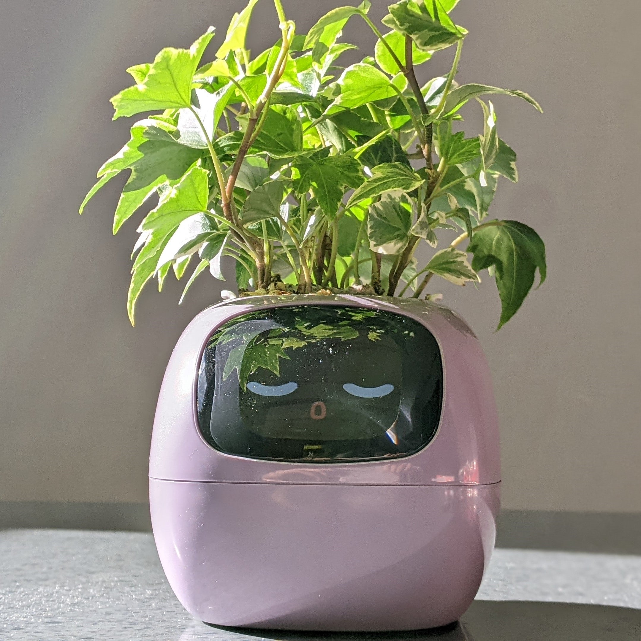 まるでペットみたい！？に植物を育成！植物の気持ちが見れるAI