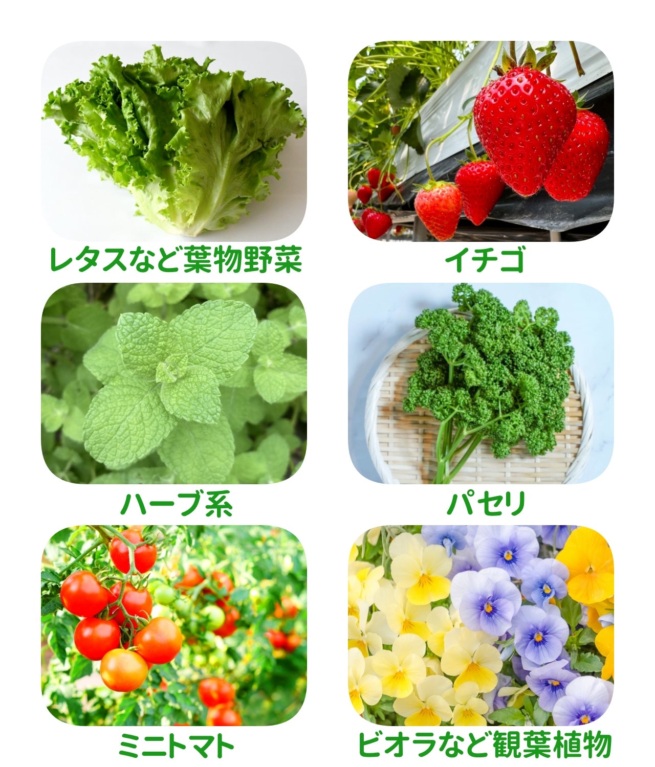 全自動栽培で放置ゲームのように勝手に育つ！特許取得の家庭菜園キット