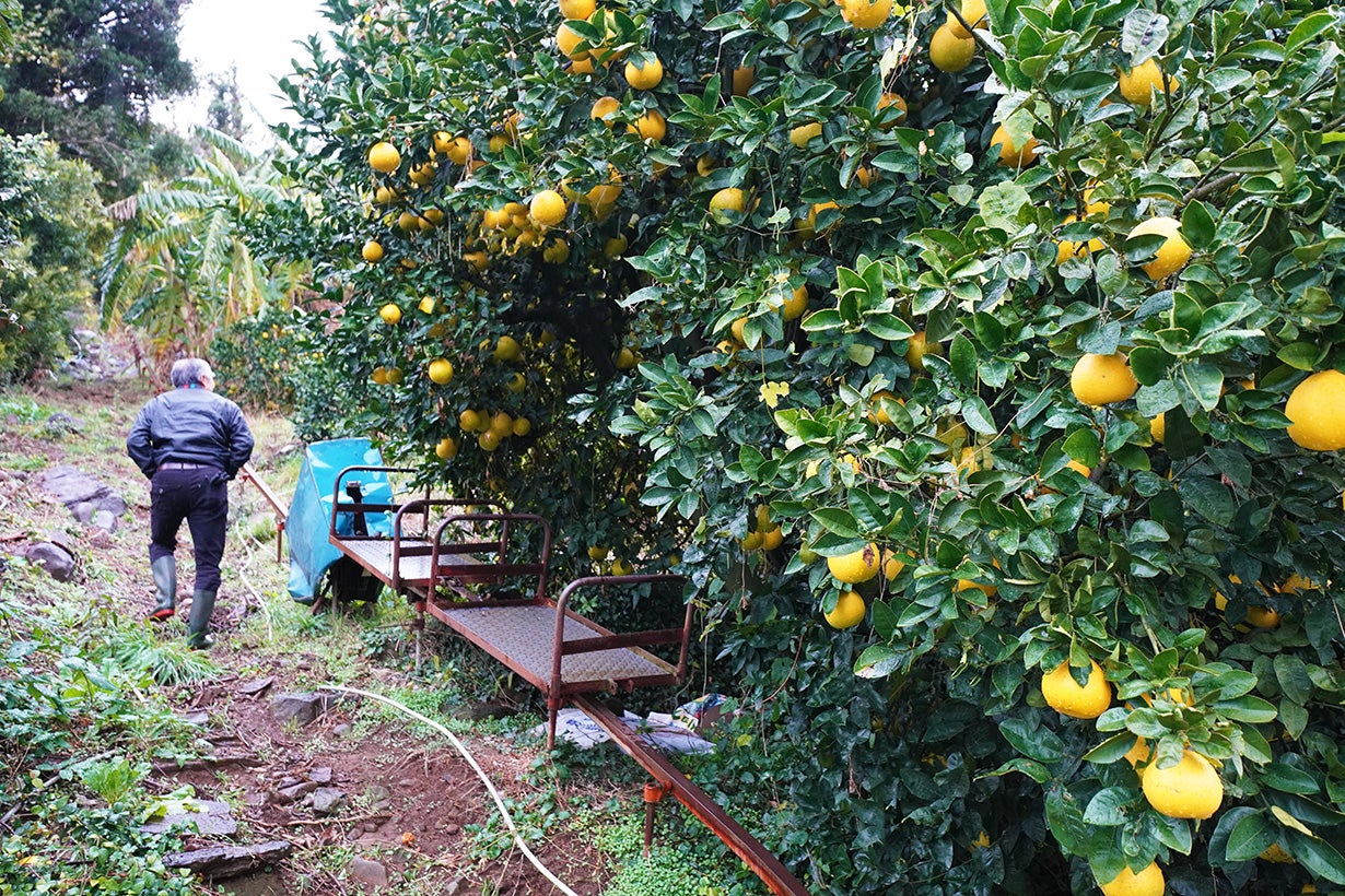 潮風吹き上げる山の斜面で鹿児島の太陽を沢山浴びて育ったおいしい