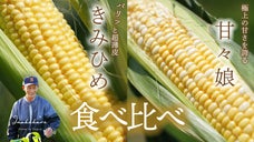 旨いとうもろこし作りのプロが極めた「幻」の２品種を食べ比べてみませんか？